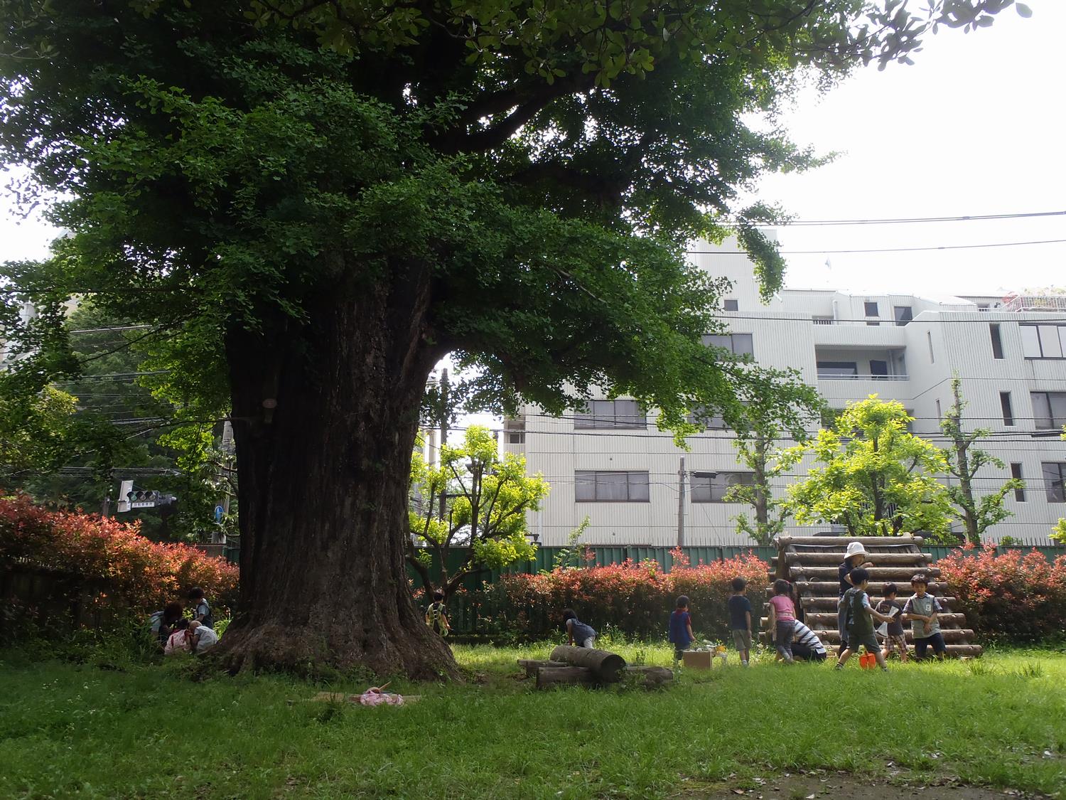 幼稚園の生活 お茶の水女子大学附属幼稚園